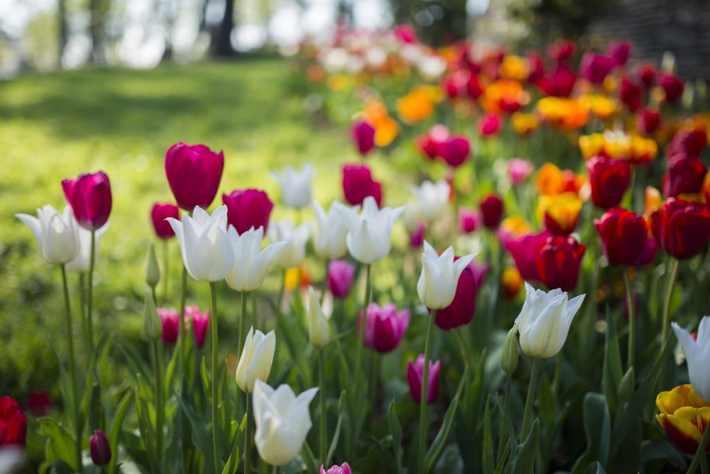 © ceylan_m / www.adobestock.com Tulpe