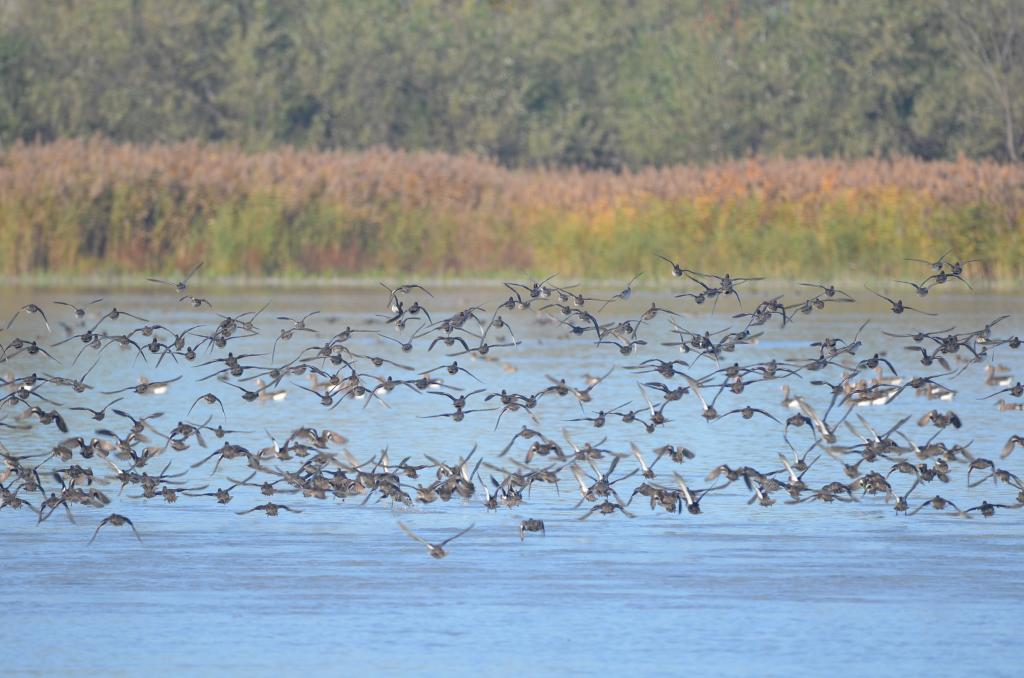 Krickenten im Landeanflug 