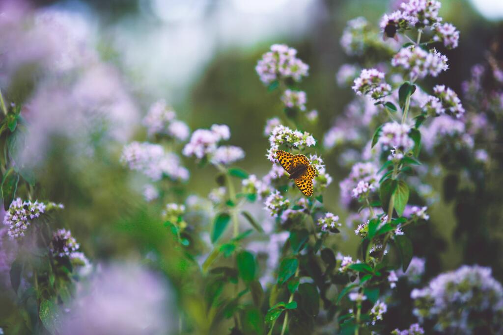 Schmetterling