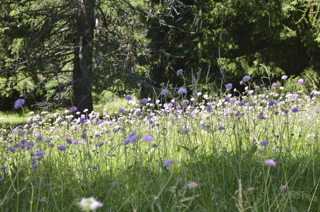Ungewöhnlich artenreiche Wiesenbestände unter den Lärchen