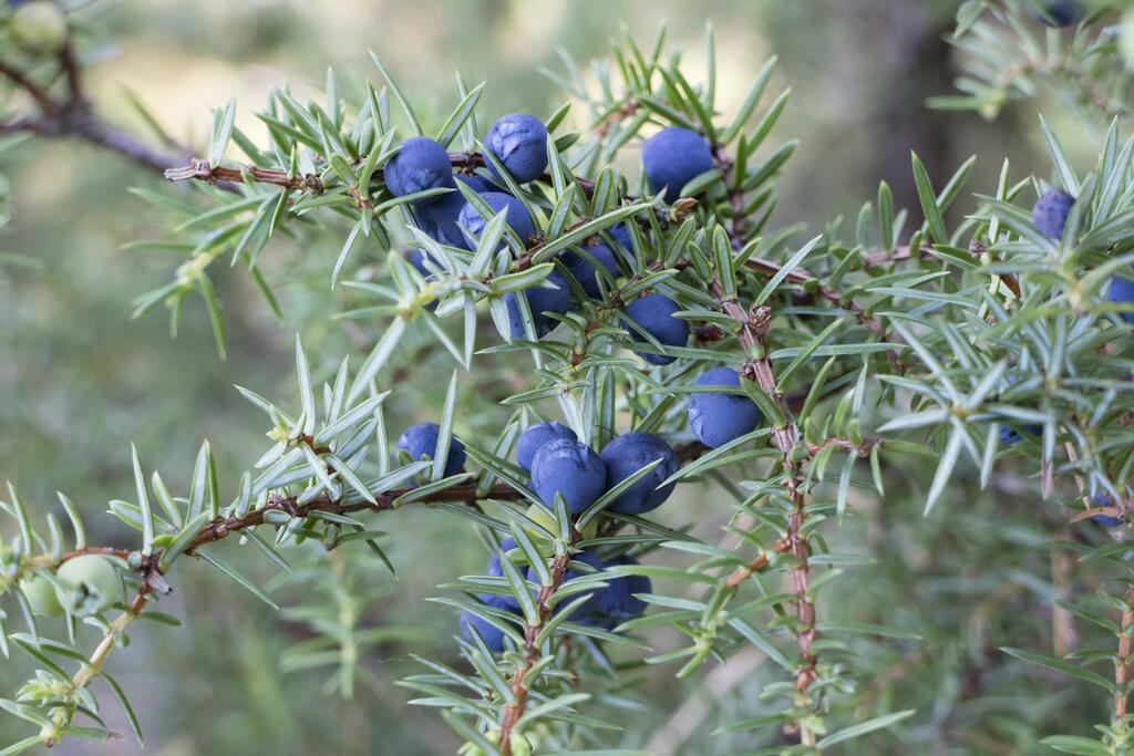Wacholderbeeren