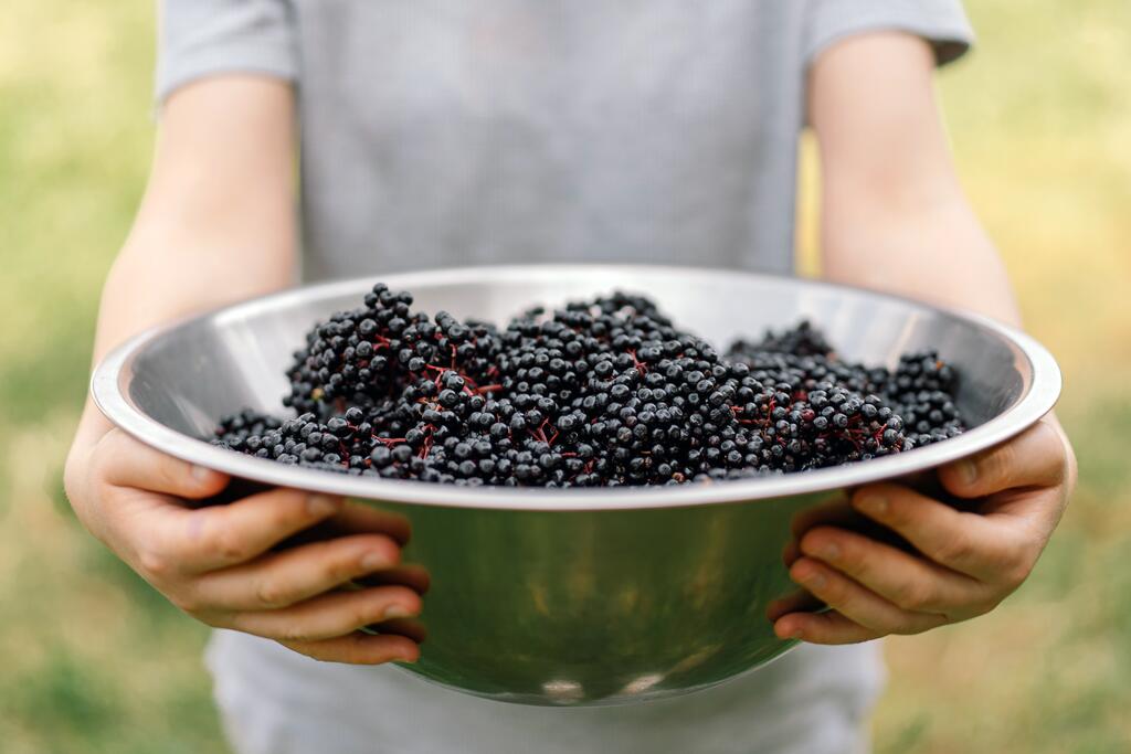 Schwarze Johannisbeere