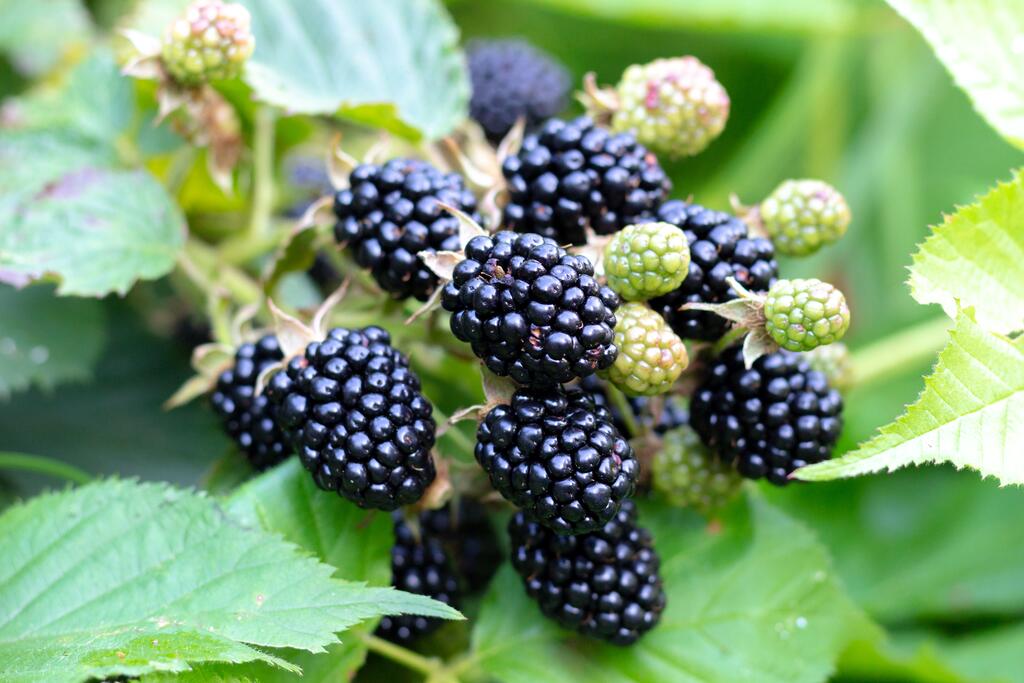 Brombeere