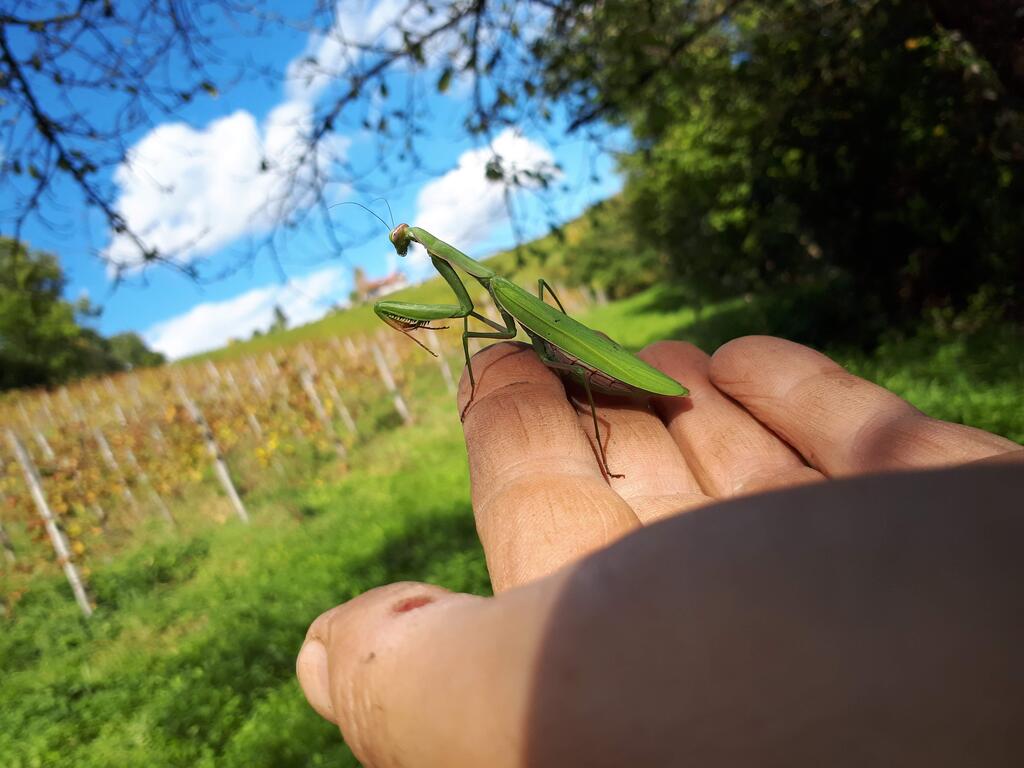 Otto Knaus hält eine Mantis in seiner Hand: ein Zeichen für die Vielfalt in seinen Weinbergen. 