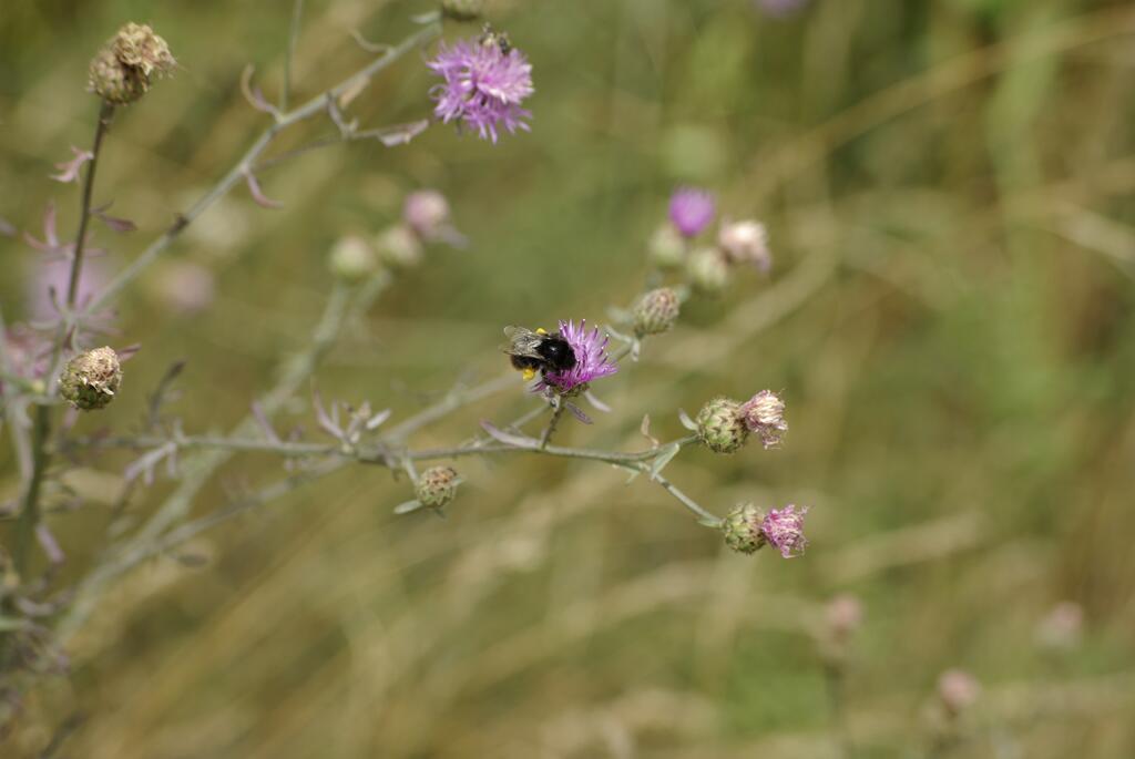 Hummel
