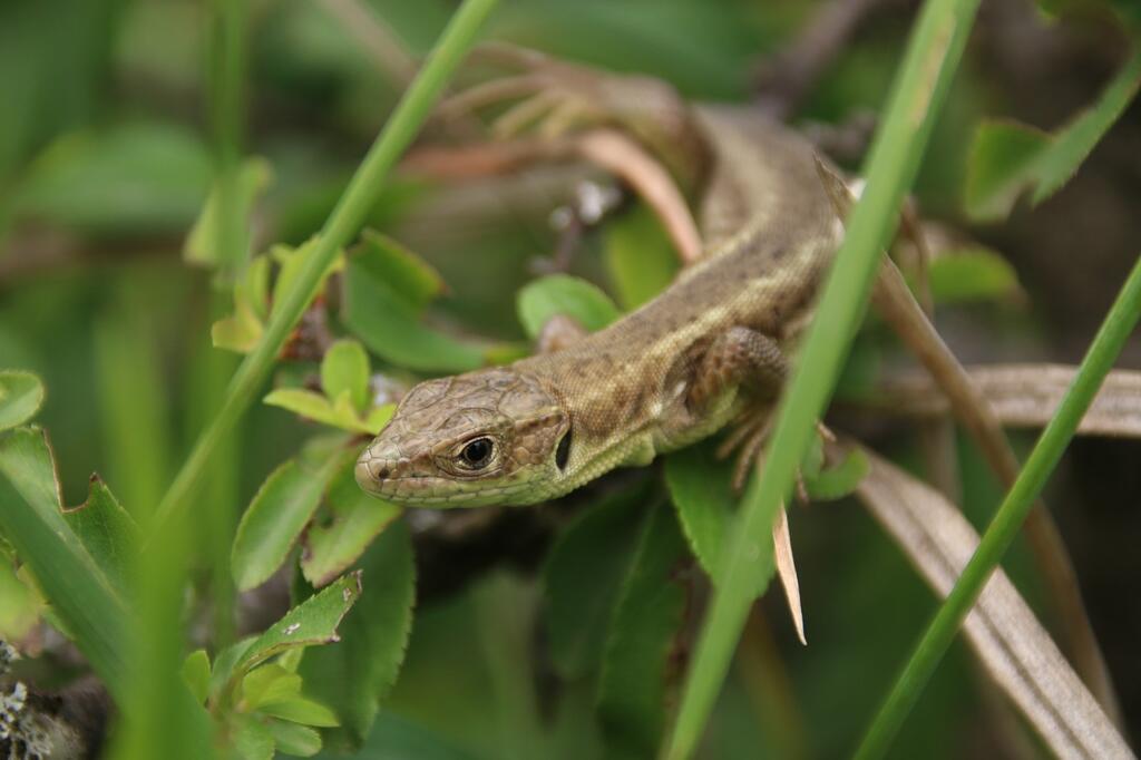 Zwischen den Rebstöcken tummeln sich Eidechsen, aber auch Ziesel und zahlreiche Insekten. 