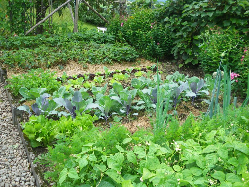 Gemulchter Garten