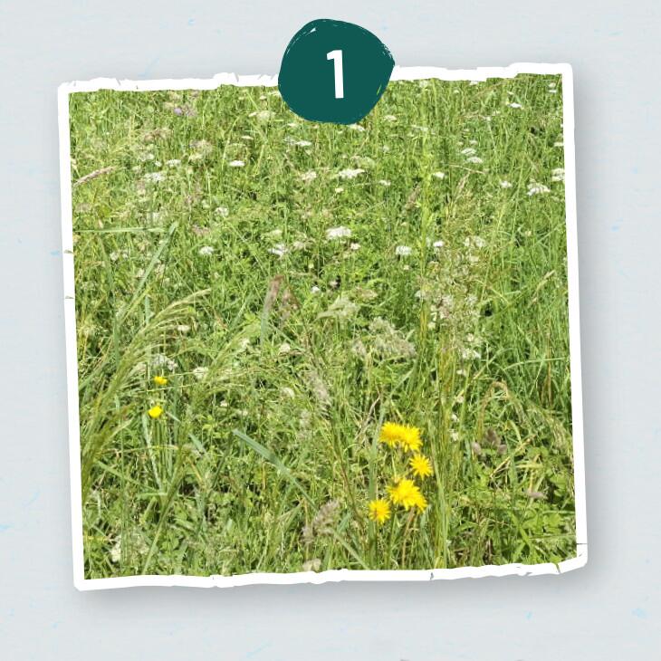 Schritt 1 Halbe halbe Mähen