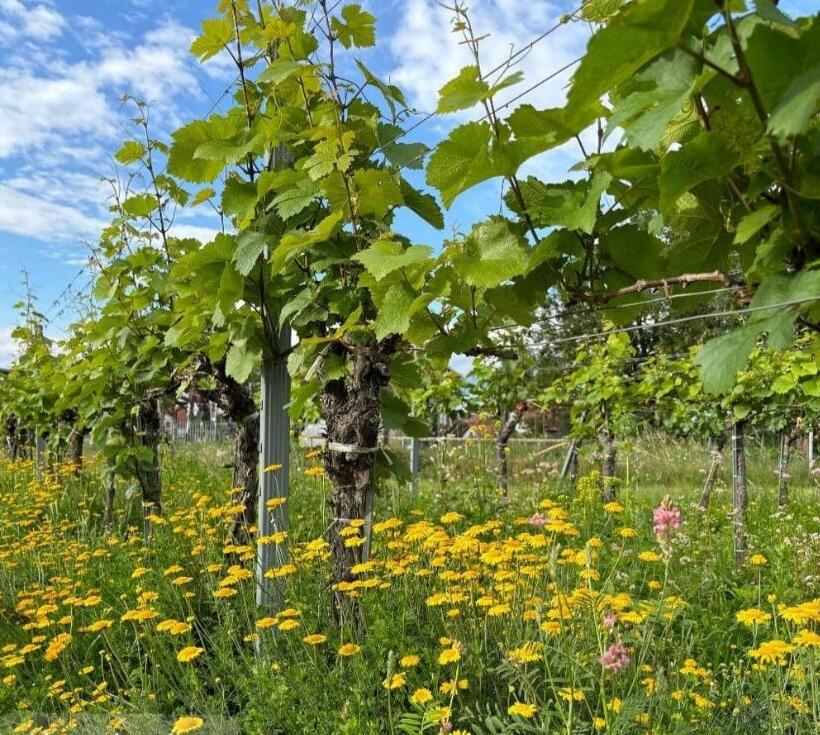 Unterstockbegrünungen schützen vor Austrocknung und bieten gleichzeitig Nahrung für Insekten und Vögel. 