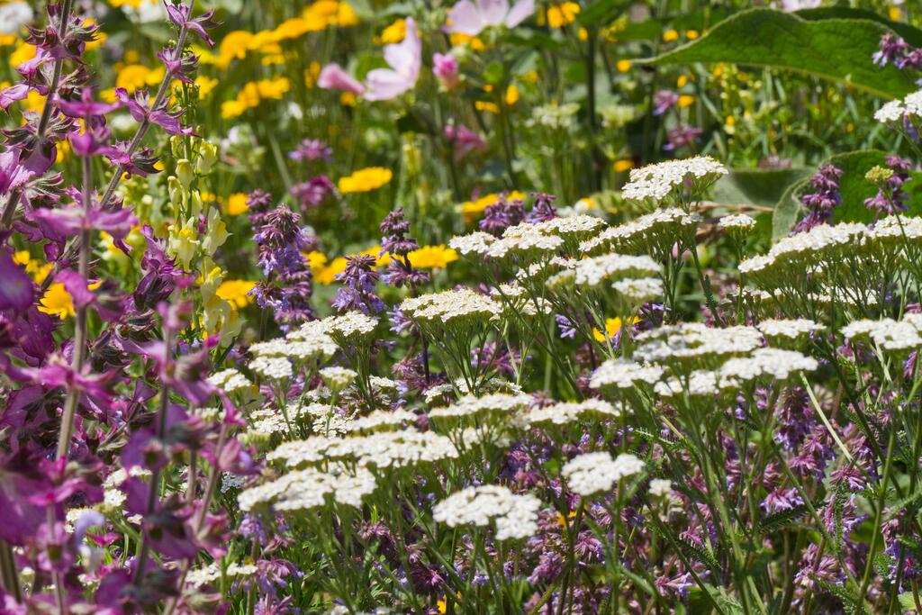 Blumenwiese