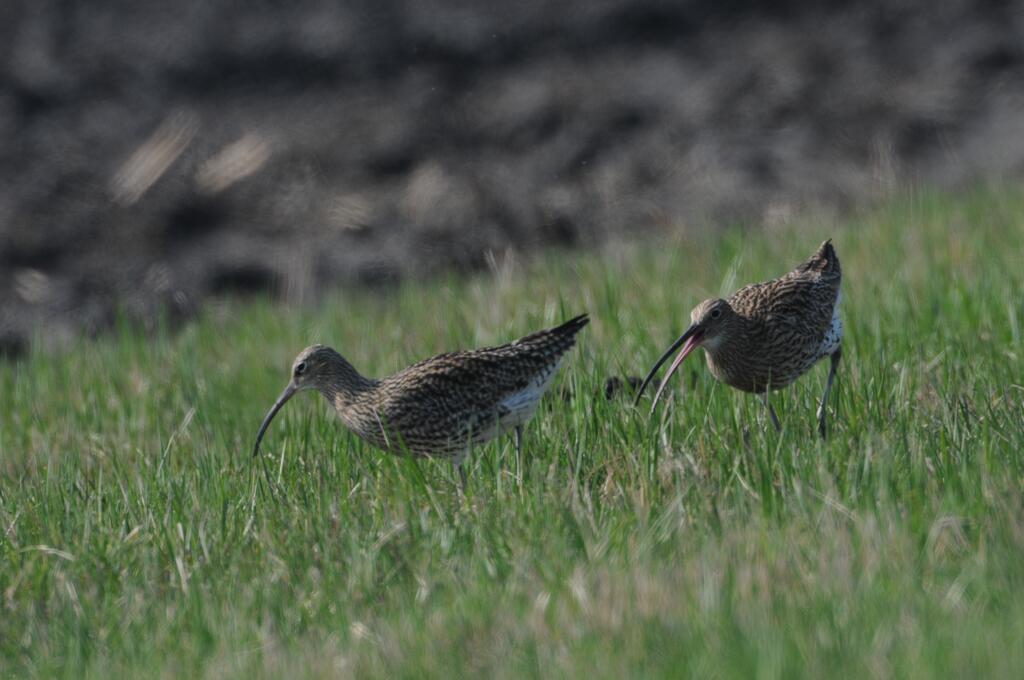 Großer Brachvogel