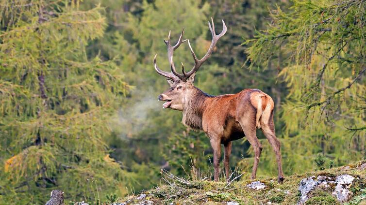 Hirsch