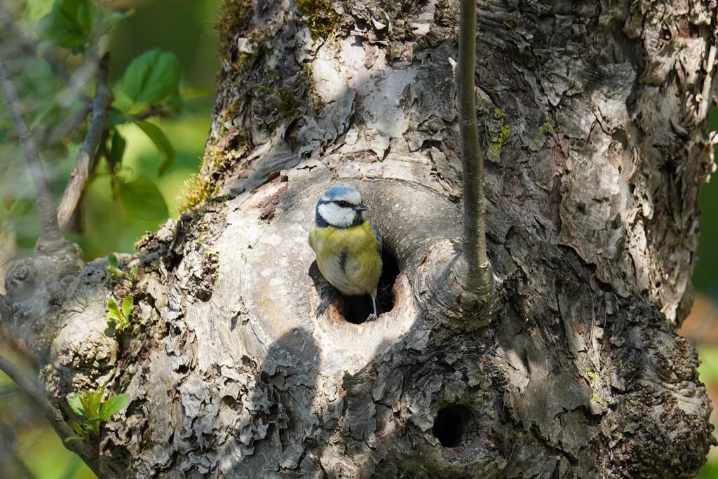 Blaumeise in Baumloch