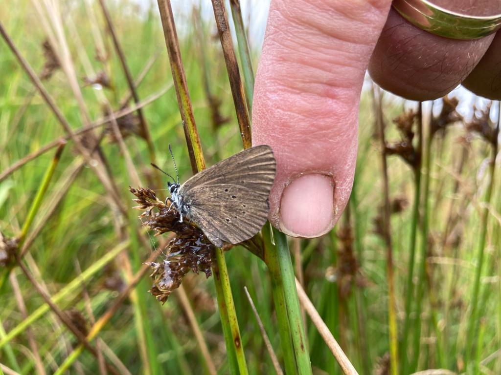 Ein kleiner brauner Schmetterling sitzt auf einem Grashalm, ein Mensch hält daneben den Zeigefinger zum Vergleich