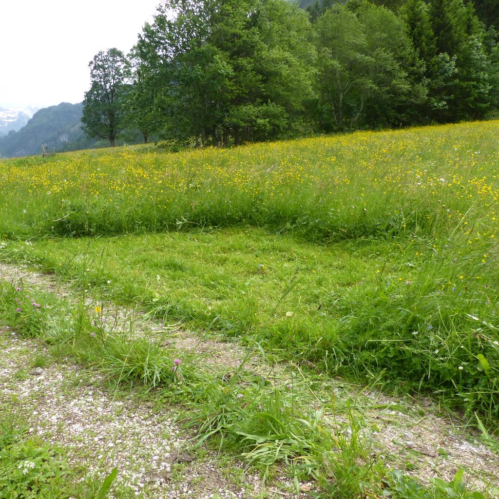 Gemähte Fläche auf Wiese