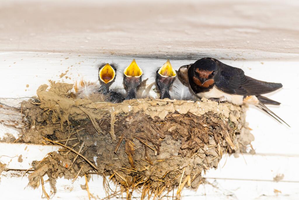 Schwalben im Nest 