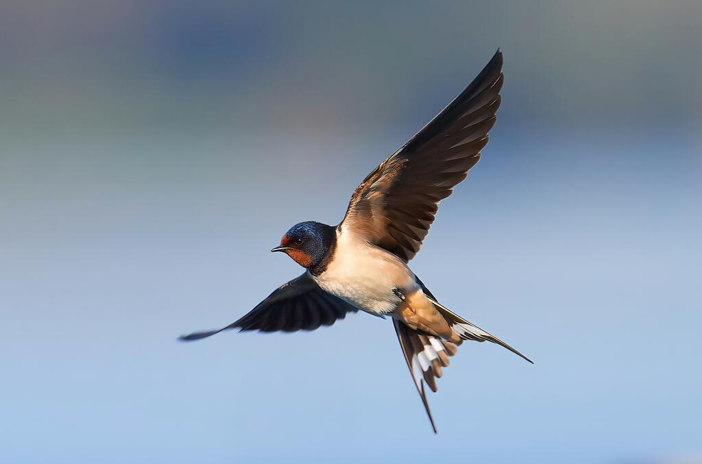 Schwalbe im Flug