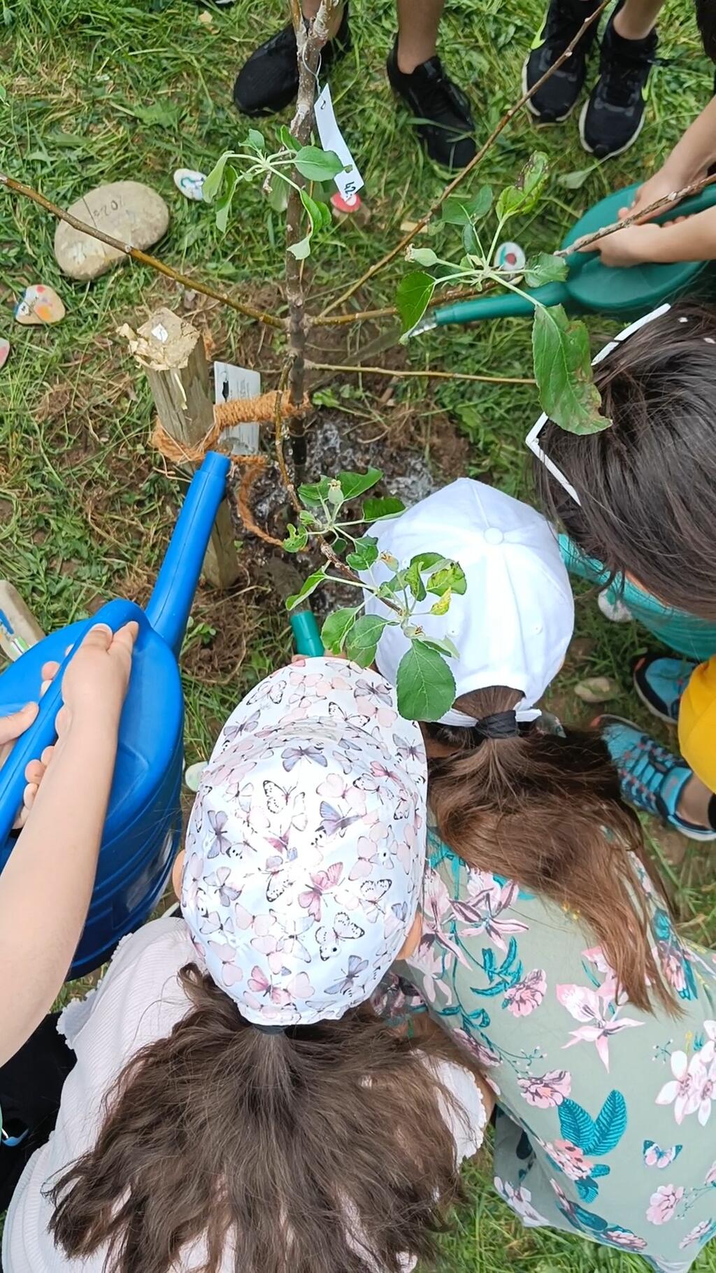 Obstbäumchen in Spe: frisch gesetzt und schon gegossen