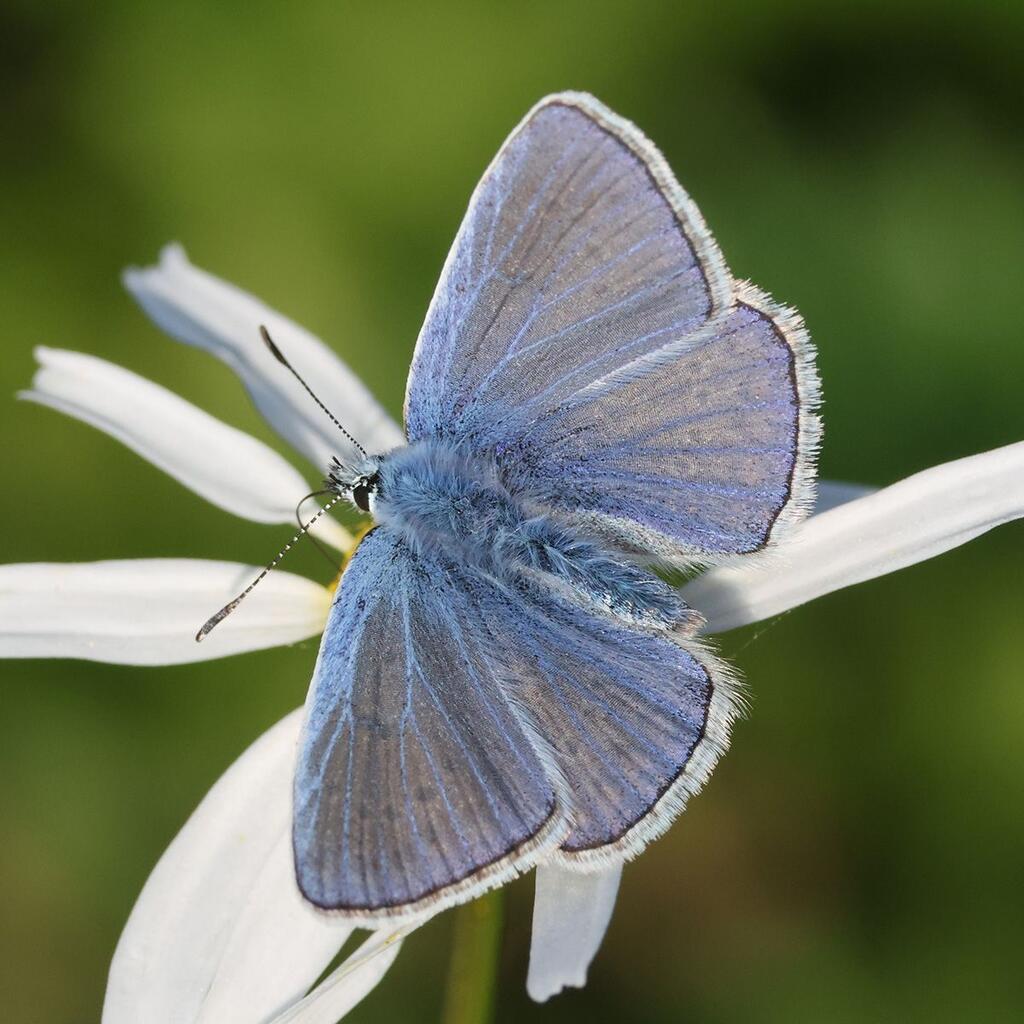 Hauhechel-Bläuling (Polyommatus icarus)