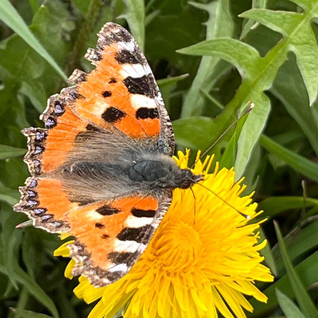 kleiner Fuchs (Aglais urticae)