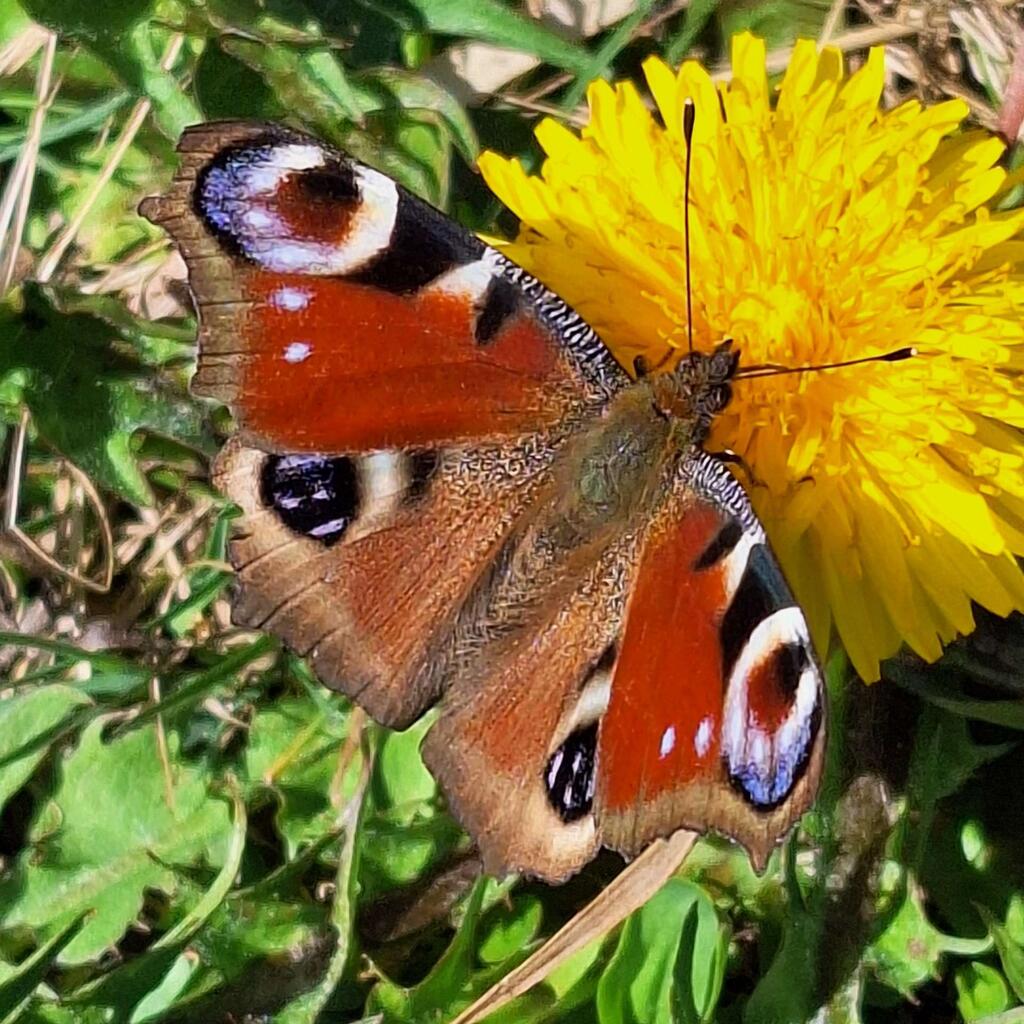 Tagpfauenauge (Aglais io) 