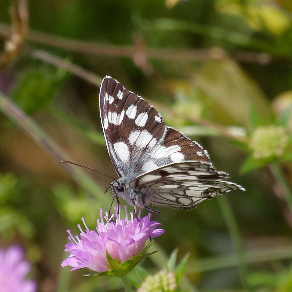 Schachbrett (Melanargia galathea)