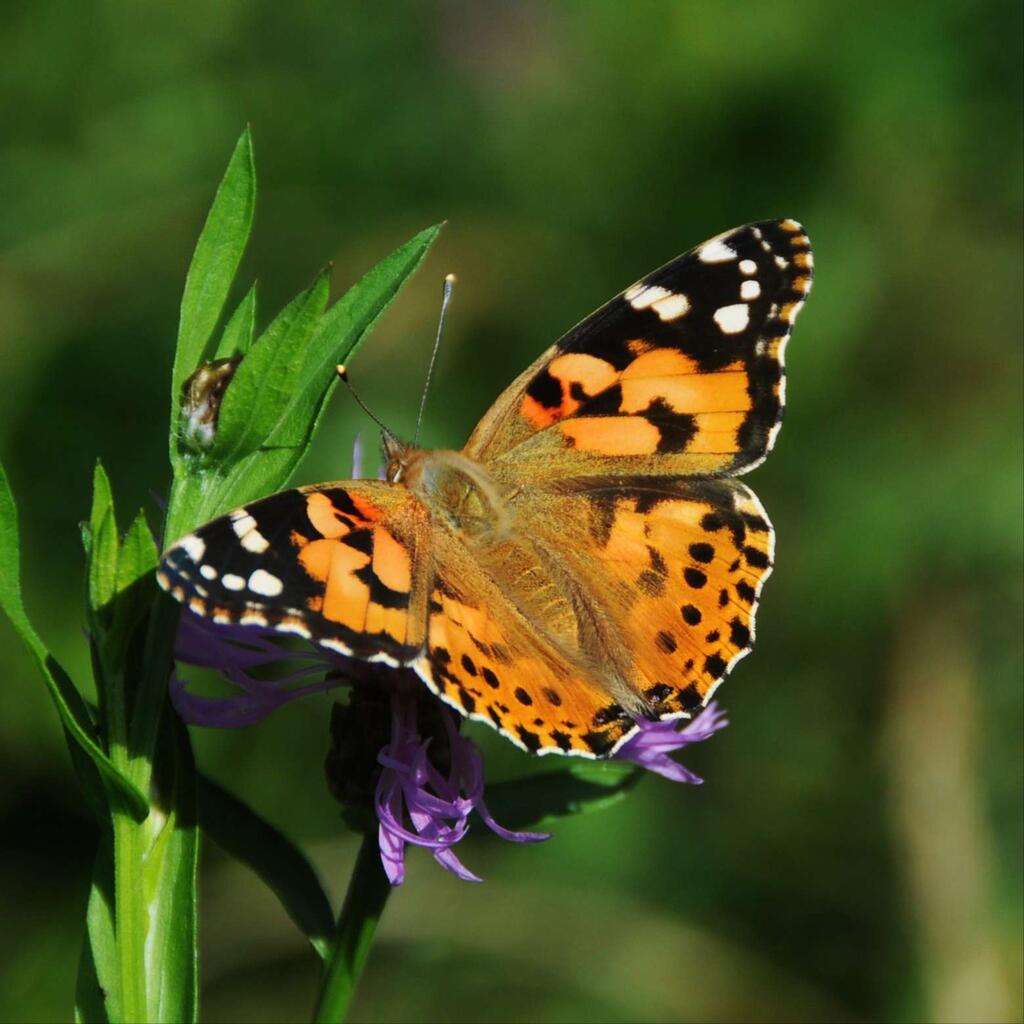 Distelfalter (Vanessa cardui)