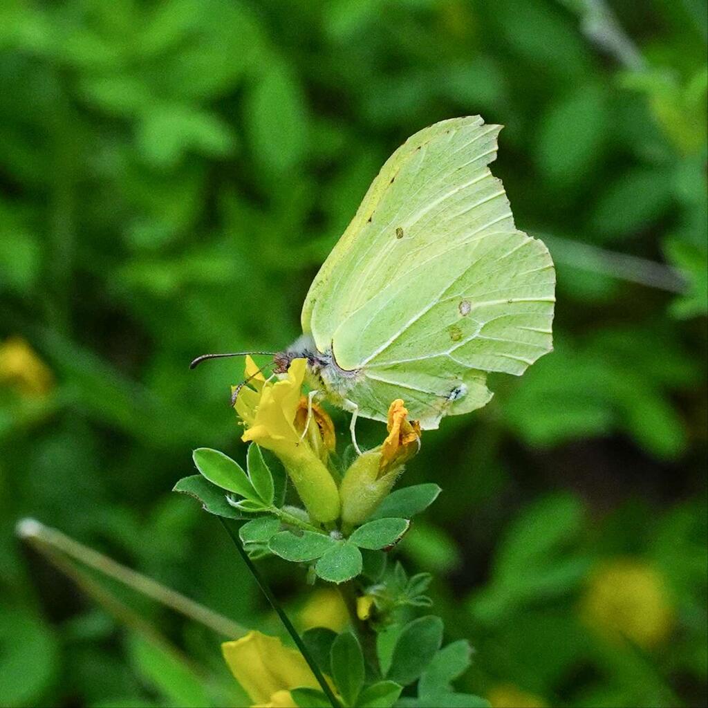 Zitronenfalter (Gonepteryx rhamni)