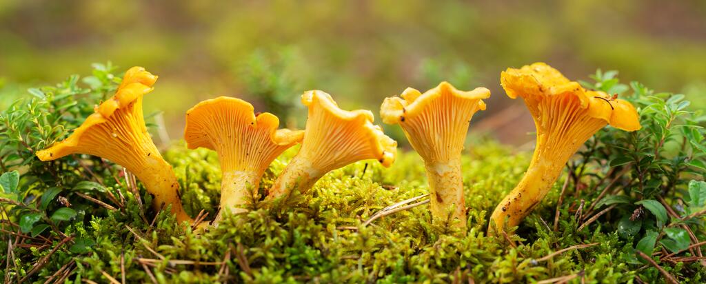 Eierschwammerl / Chanterelles