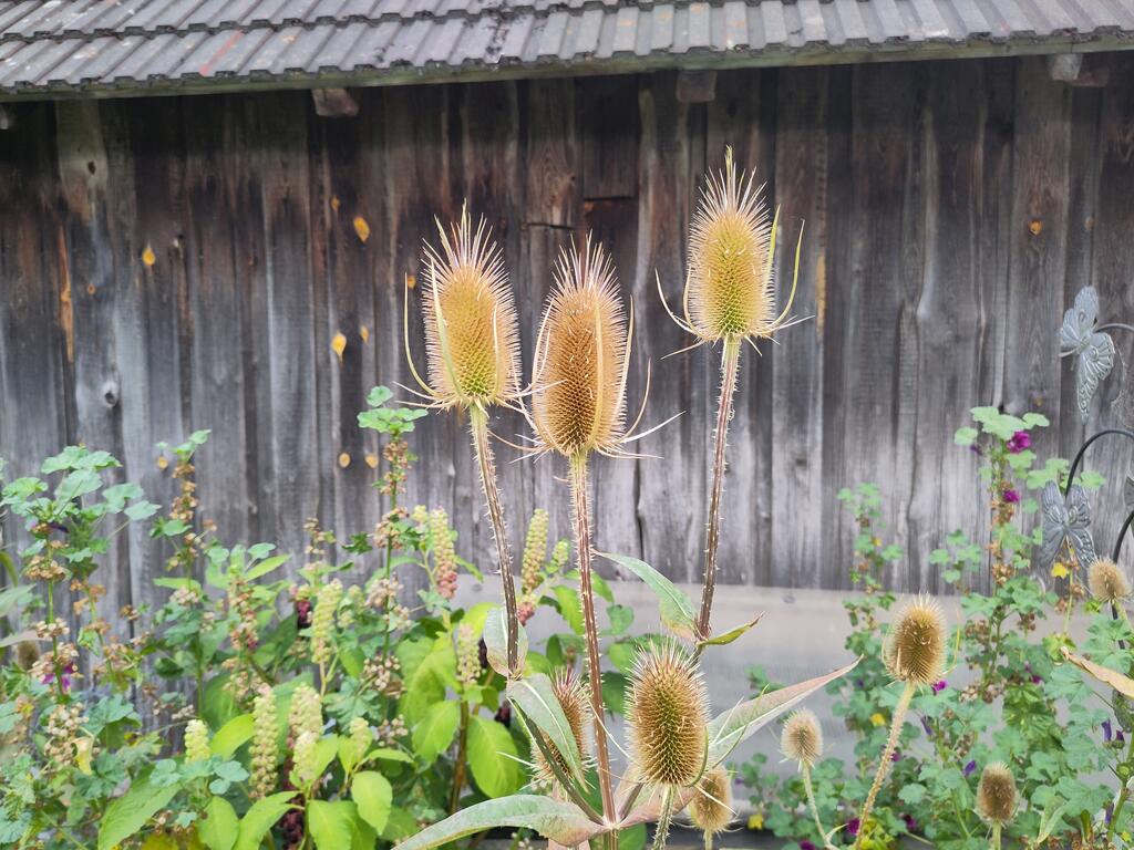 Wilde Karde 
