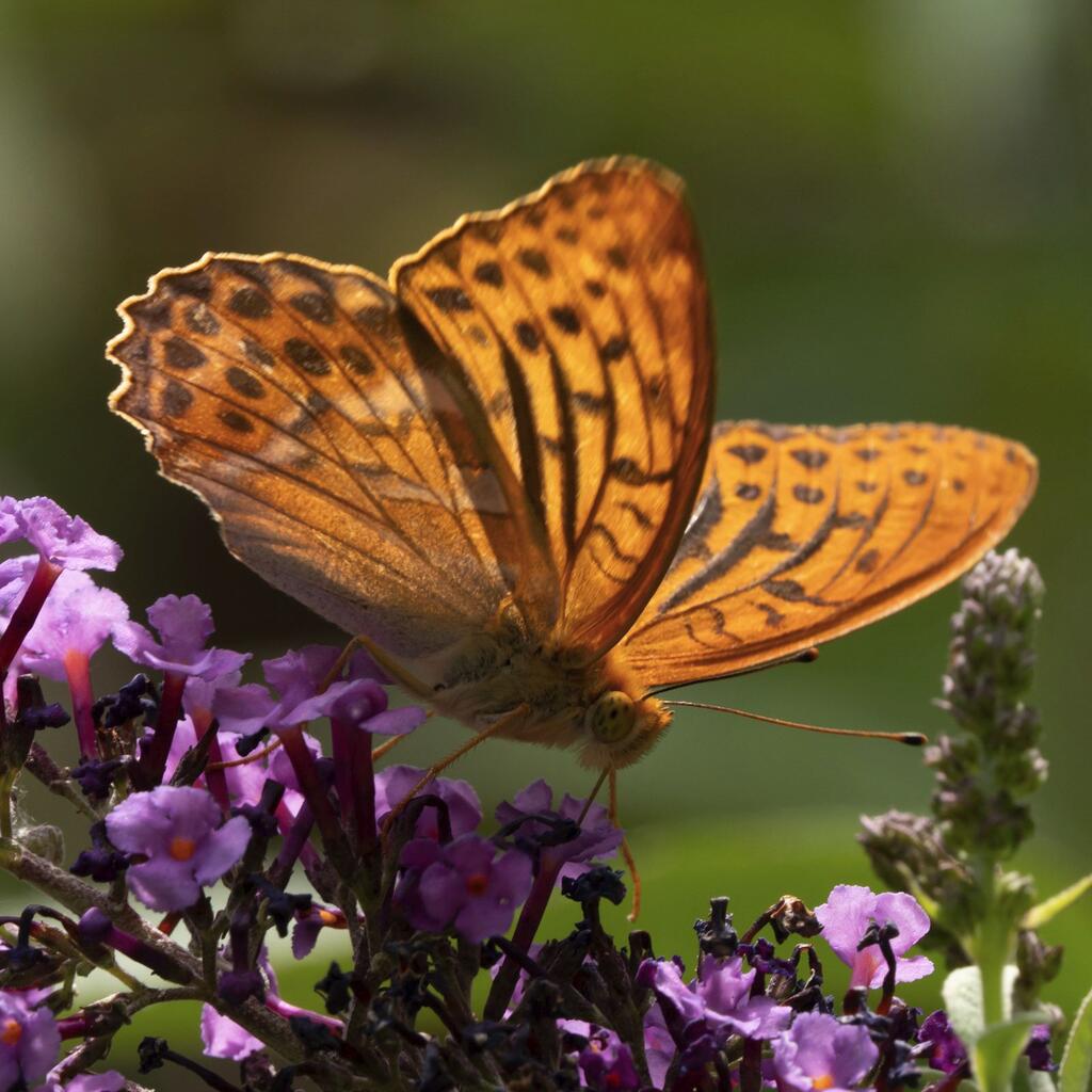 Kaisermantel (Argynnis paphia)