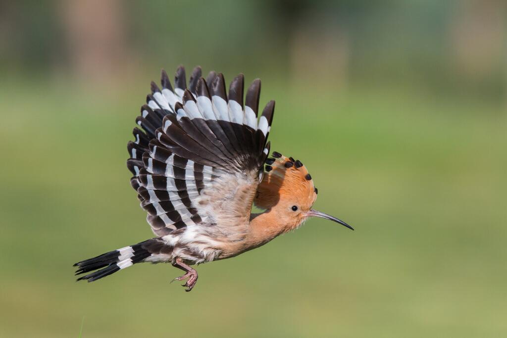 Wiedehopf beim fliegen