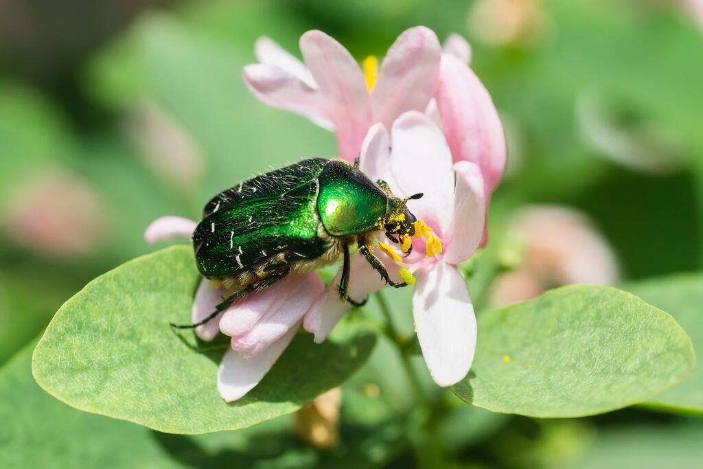 Keafer goldglaenzender Rosenkaefer Cetonia aurata