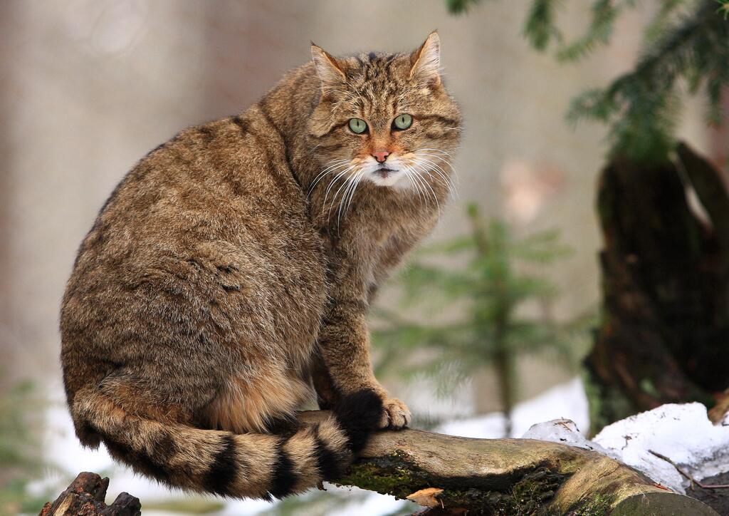 Wildkatze auf einem Ast