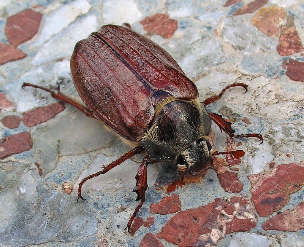 kaefer_maykaefer_Melolontha-melolontha