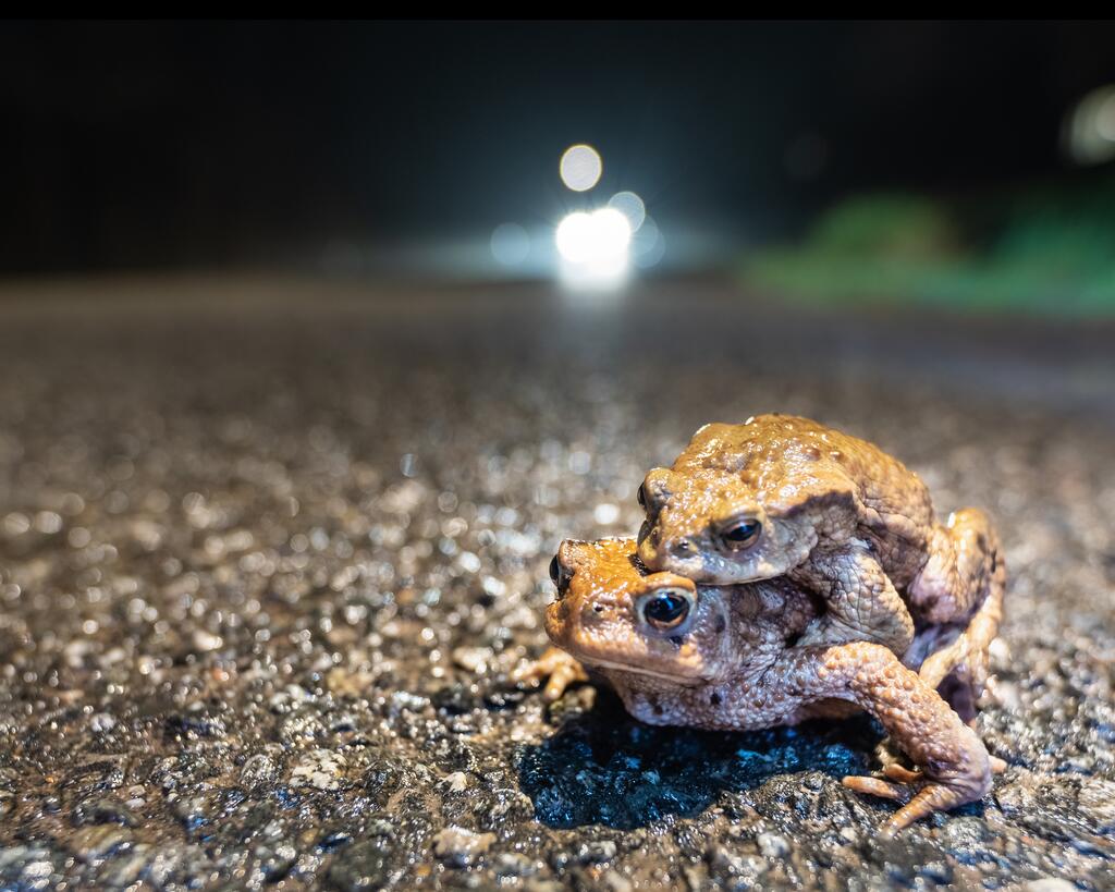 Krötenwanderung im Dunkeln