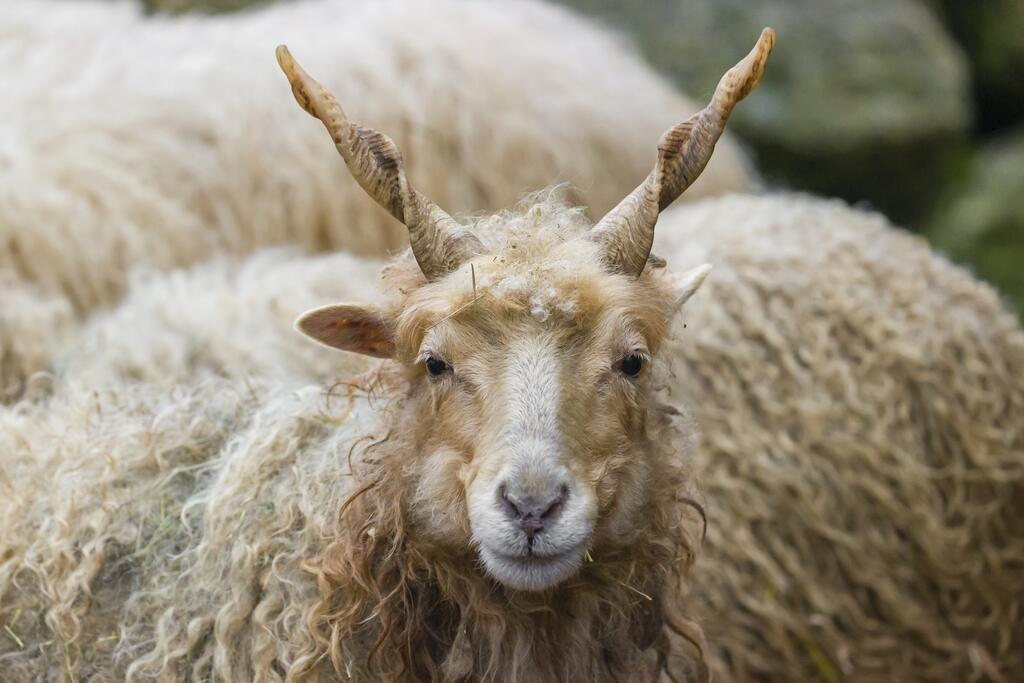 Zackelschaf