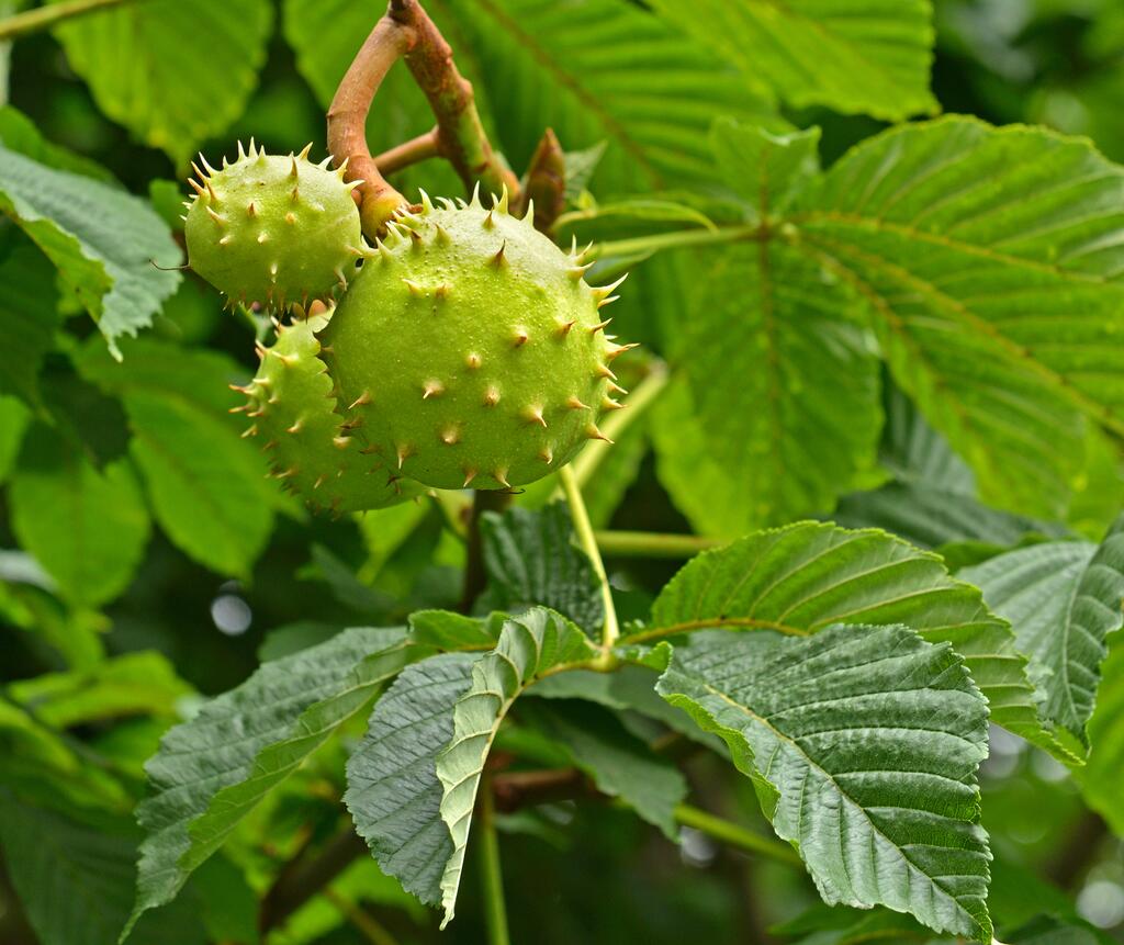 Edelkastanie (Castanea sativa)