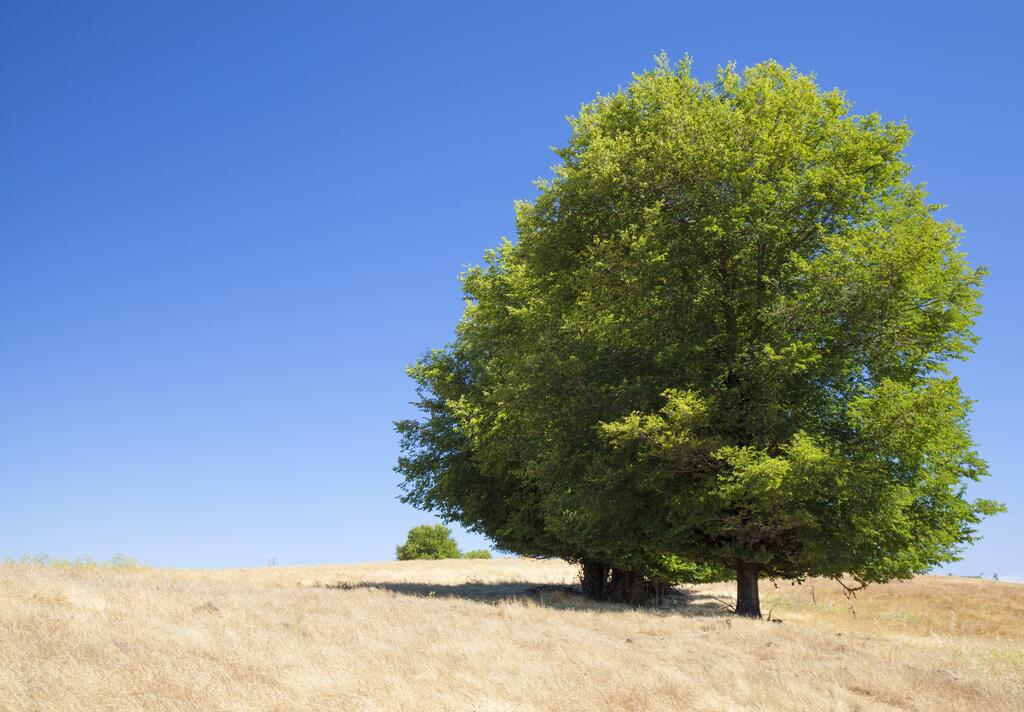 Laubbaeum (arbor)