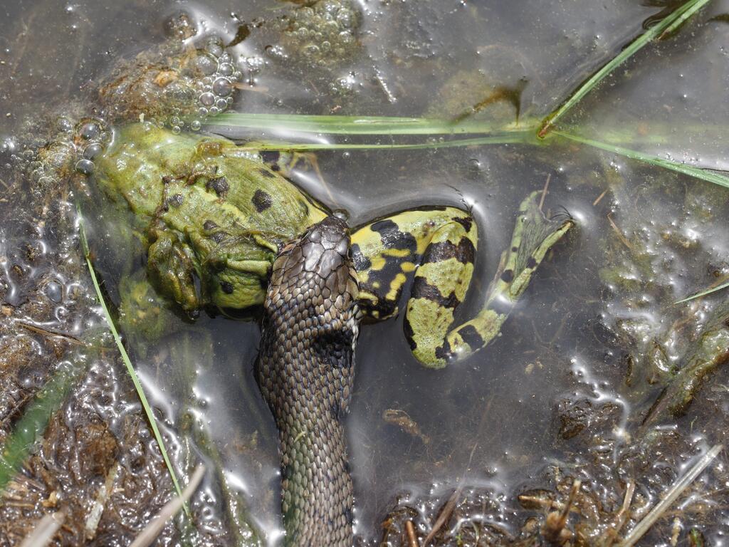 Ringelnatter frisst Frosch