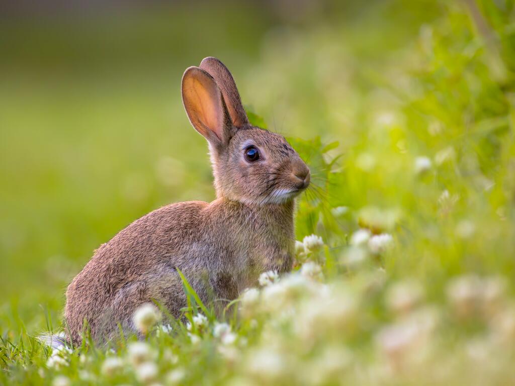 Wildkaninchen in einer Wiese