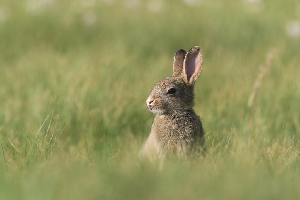 Wildkaninchen mitten in einer Wissen