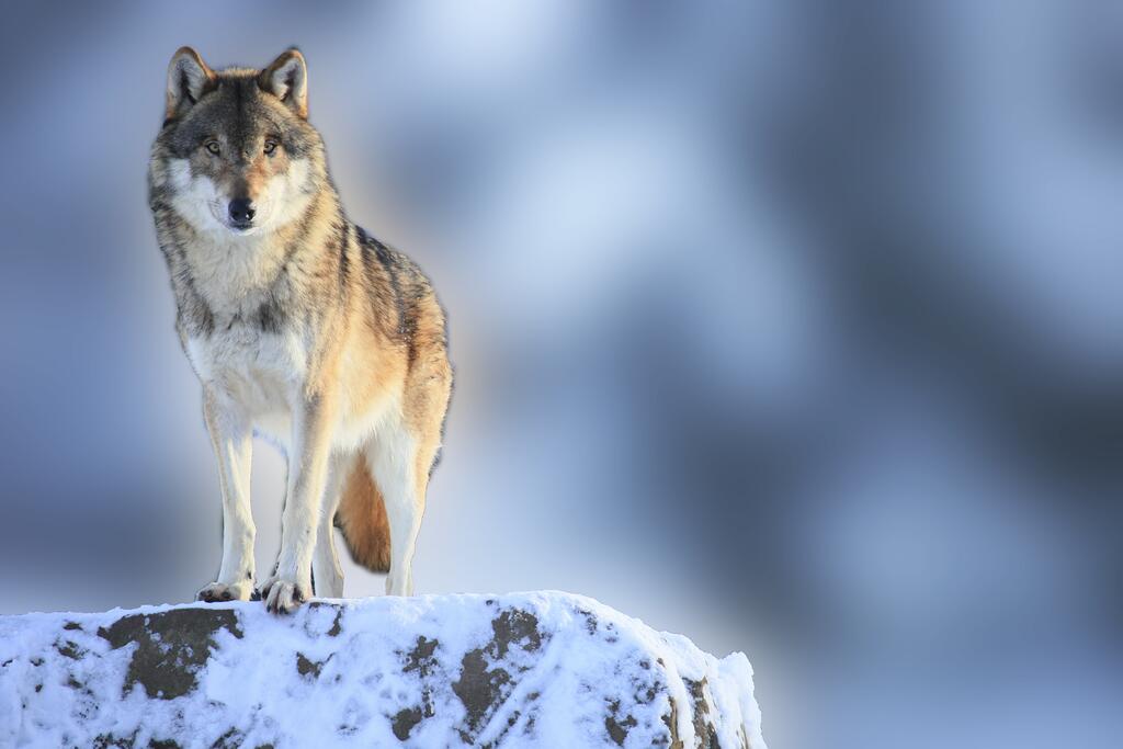 Wolf auf einem Stein