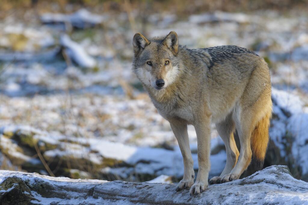 Wolf auf einem Baumstamm im Schnee