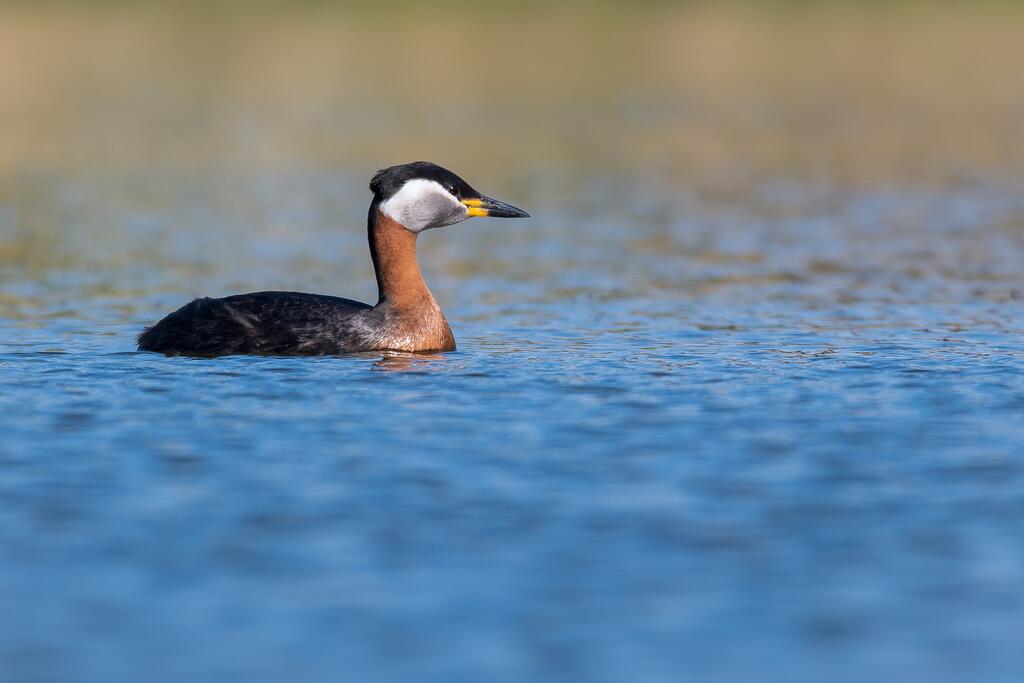 Haubentaucher (Podiceps cristatus)