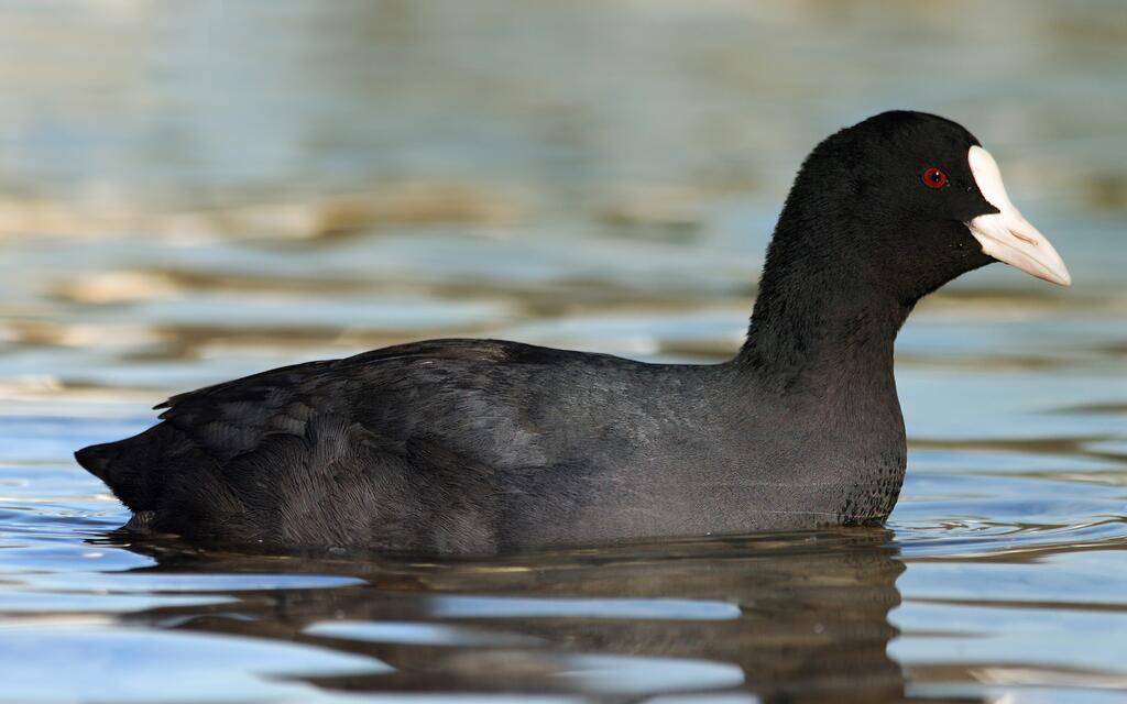 Blässhuhn im Wasser