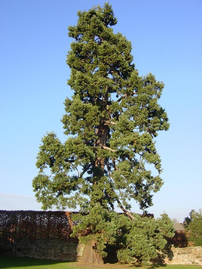 Baum in der Wildnis