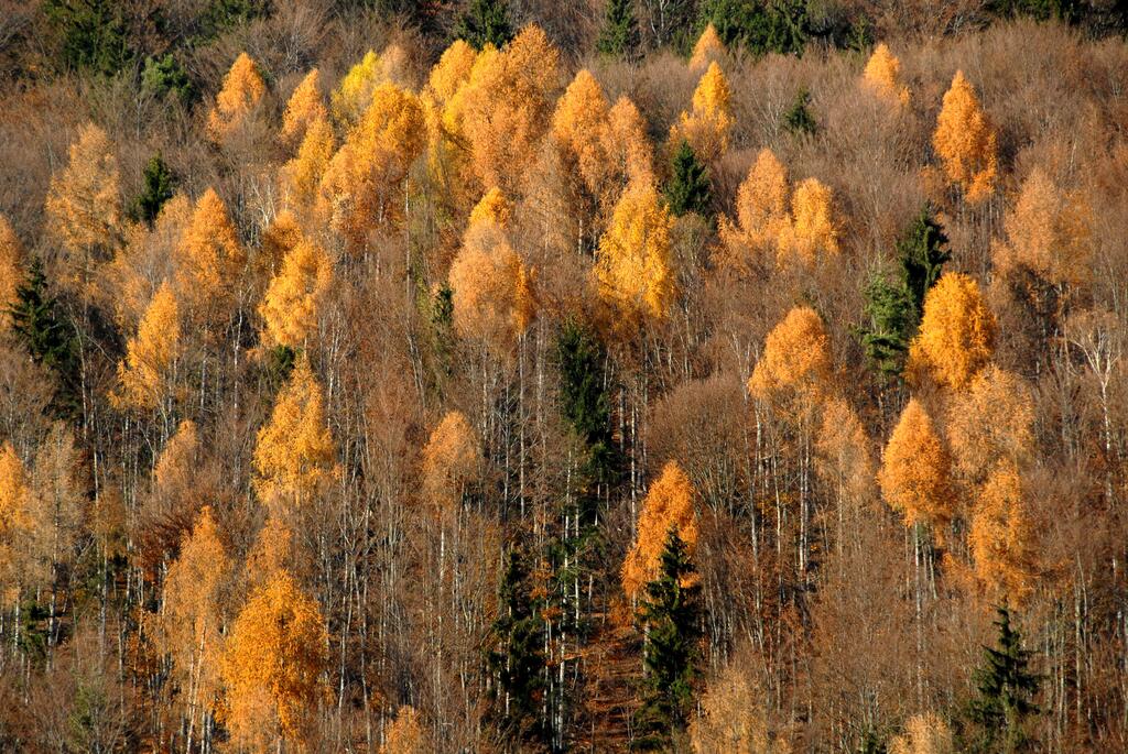 Laerche im Herbst aus Oesterreich
