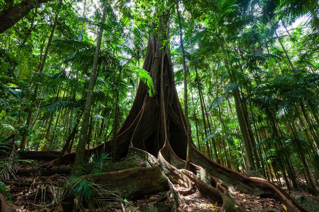 Großer Baum mit großen Wurzeln