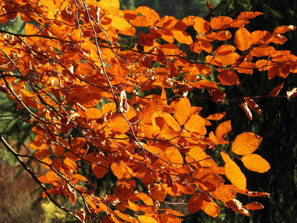 Laubbaeume Rotbuche (Fagus Sylvatica)
